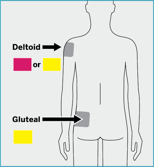 deltoid-or-glute